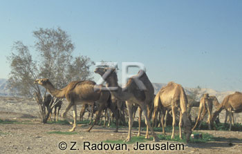 2534-1 Camels