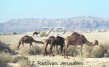 2534-2 Camels
