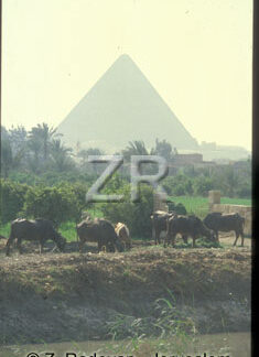 2561-5 Giza piramids