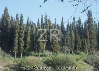 3074-1 Cypress trees