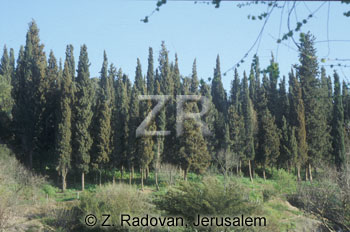 3074-1 Cypress trees