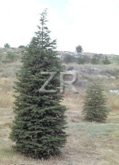 3074-2 Cypress trees