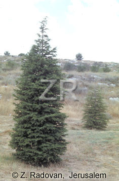 3074-2 Cypress trees