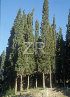3074-3 Cypress trees