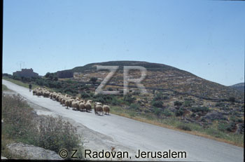 3129-4 Tel Michmash