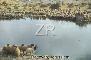 3141-4 Watering sheep