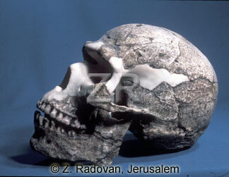 3373-1 Carmel man skull