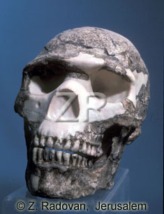 3373-2 Carmel man skull