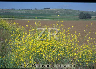 3405-2 Tel Jezreel