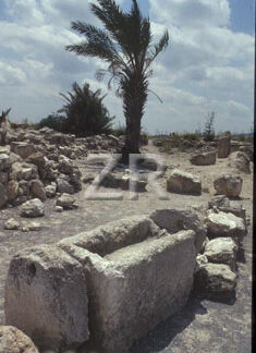 438-3 Megiddo