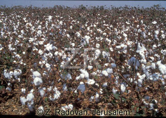 4393-1 Cotton
