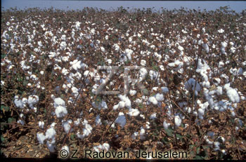 4393-1 Cotton