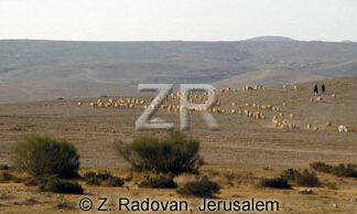 4419 Herds in the Negev