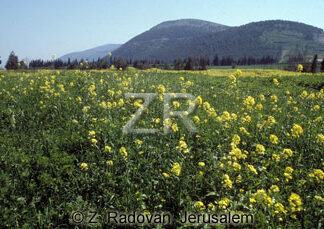 442-1 The Valley of Jezreel