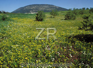 442-2 The Valley of Jezreel