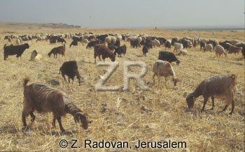 4422-2 Goats grazing
