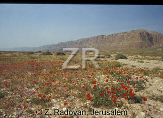 4906-3 Dead Sea shores