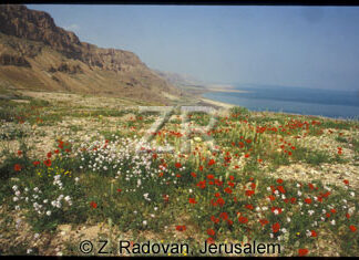 4906-6 Dead Sea shores