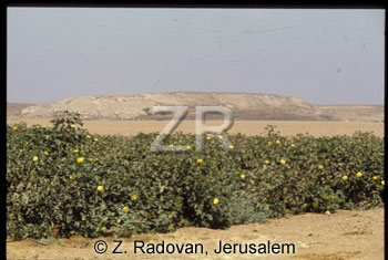 5065 Tel Ziklag-(Sharaa)