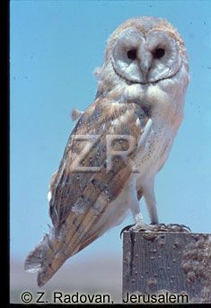 5118 Owl